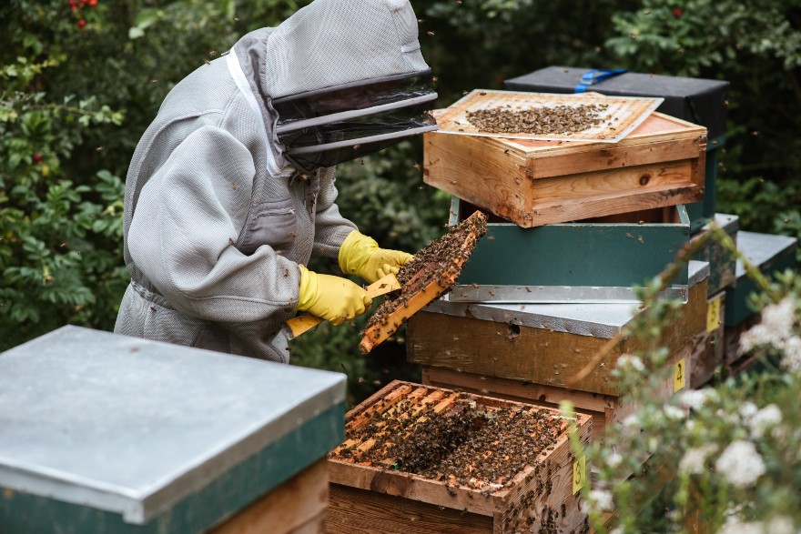 beehive types