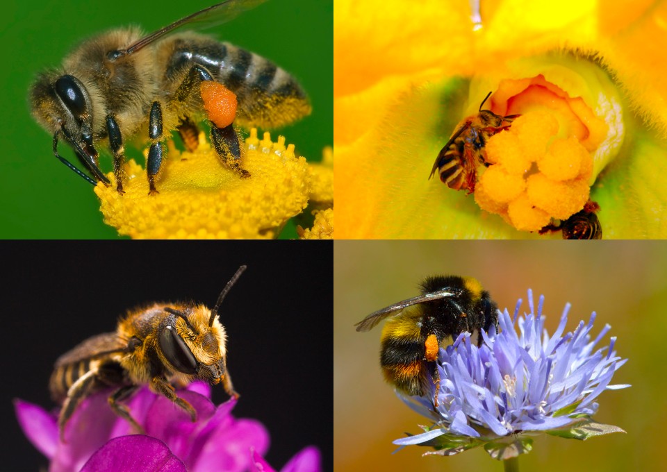 10 essential bee types