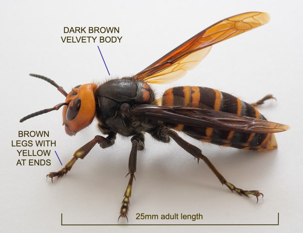 The Asian Hornet