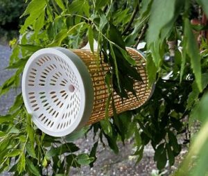 Asian Hornets – European bees under attack!